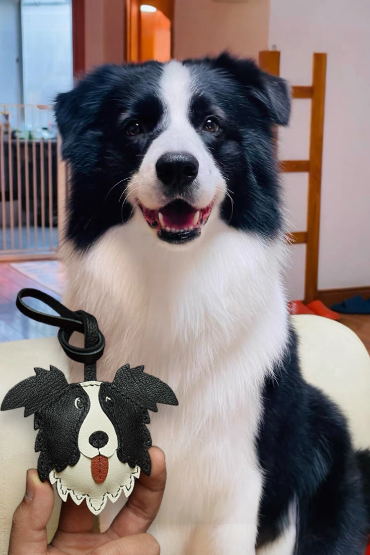HILAW NG BORDER COLLIE